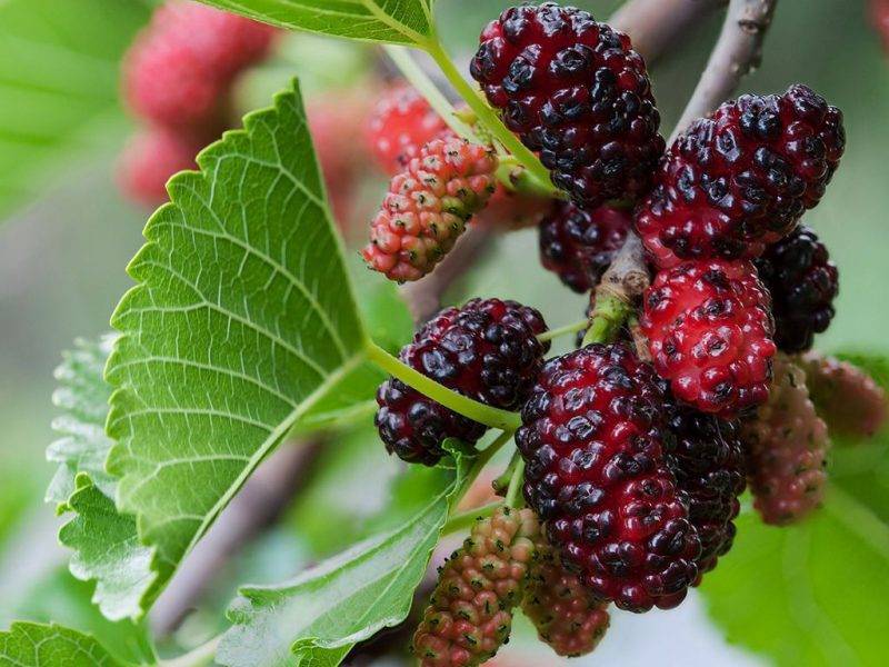 Шелковица купить саженцы из питомнике в Самаре