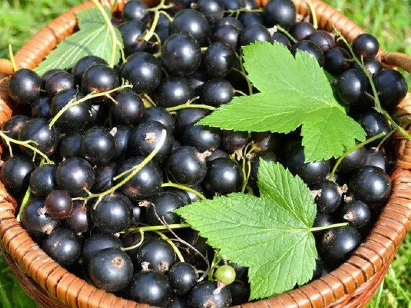 Смородина купить саженцы из питомника в Самаре