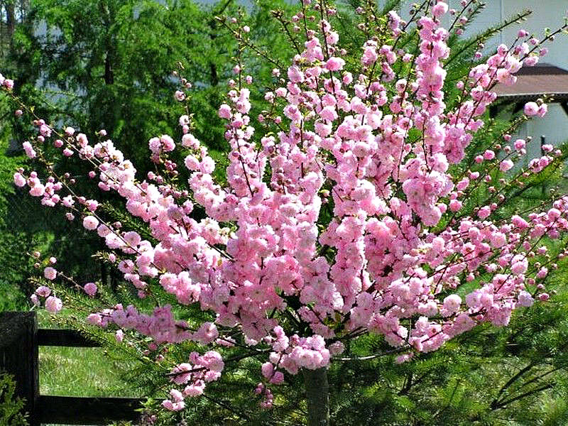 Миндаль купить саженцы из питомника в Самаре