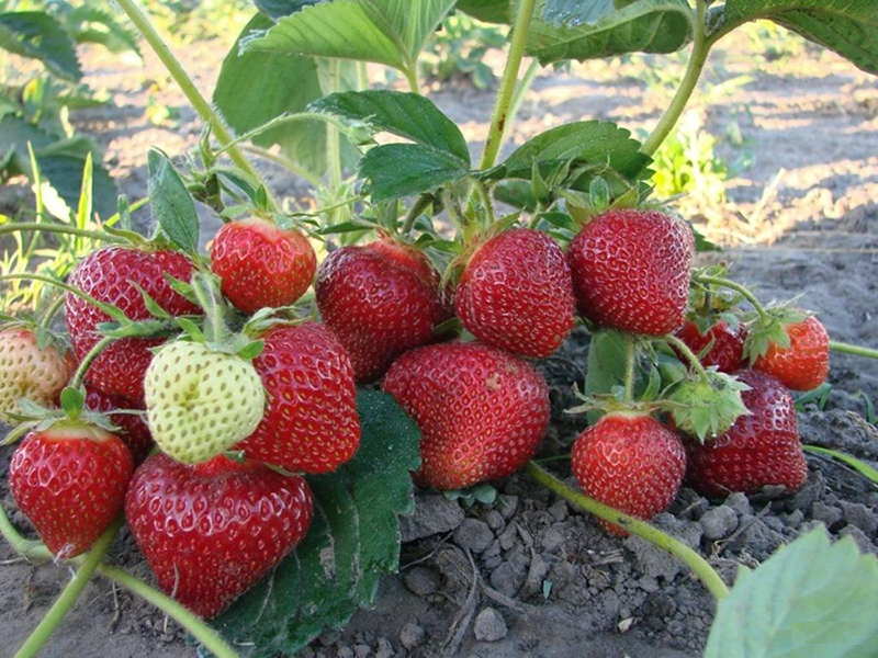 Клубника купить саженцы из питомника в Самаре