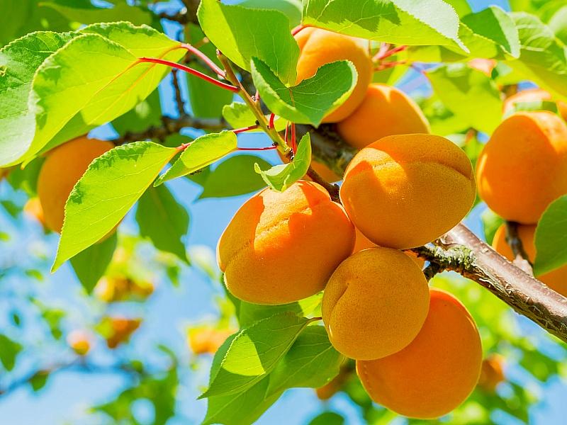 Абрикос купить саженцы из питомнике в Самаре