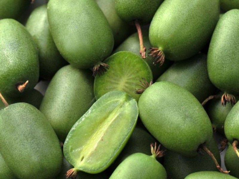 Актинидия купить саженцы из питомнике в Самаре