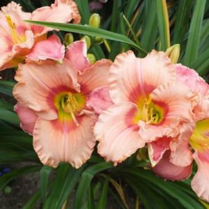 Лилейник "ЭЛЕГАНТ КЭНДИ"