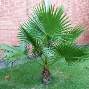 Пальма Вашингтония саженец