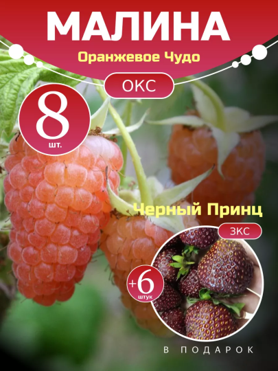 Малина Оранжевое Чудо комплект саженцев 8 шт + клубника Черный Принц