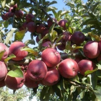 Яблоня "КУБАНСКОЕ БАГРЯНОЕ"